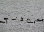 SX23763 Canada Geese (Branta canadensis) in river.jpg